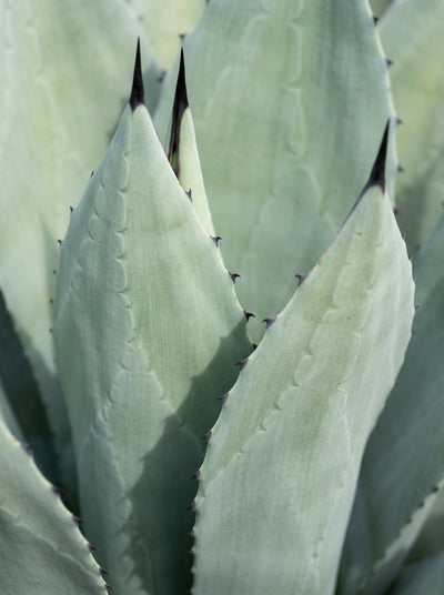 Inuline d'agave bio