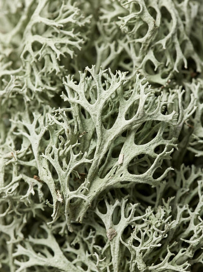 Vitamine D3 (Végétale, lichen)
